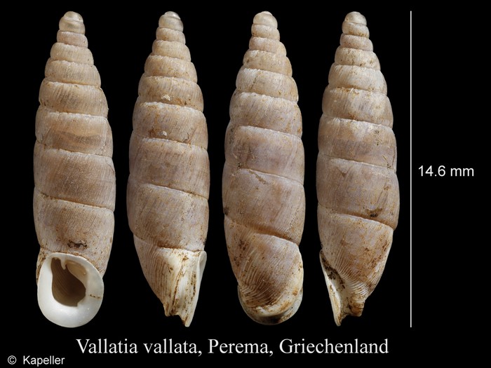 Vallatia vallata