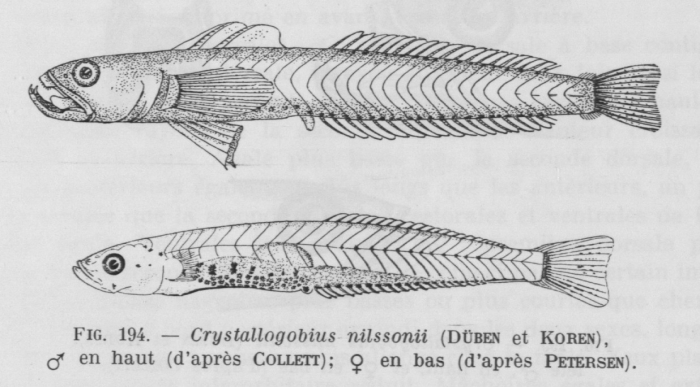 Poll (1947, fig. 194) Poll (1947, fig. 194)