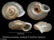 Vallonia enniensis
