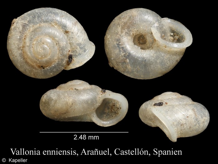 Vallonia enniensis Vallonia enniensis