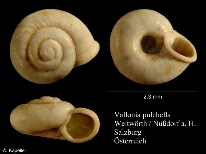 Vallonia pulchella