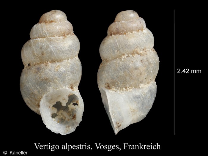 Vertigo alpestris