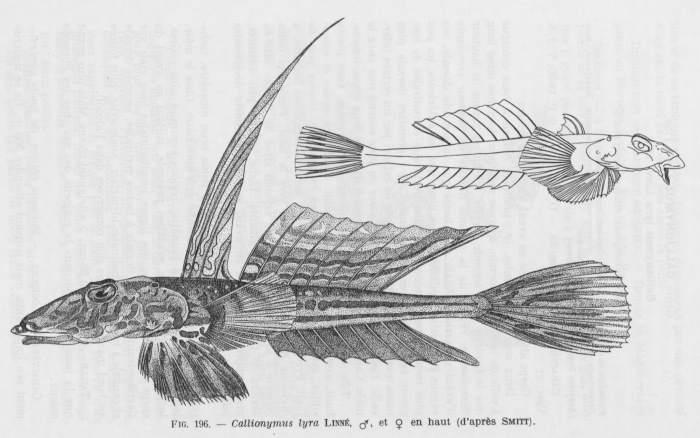 Poll (1947, fig. 196) Poll (1947, fig. 196)
