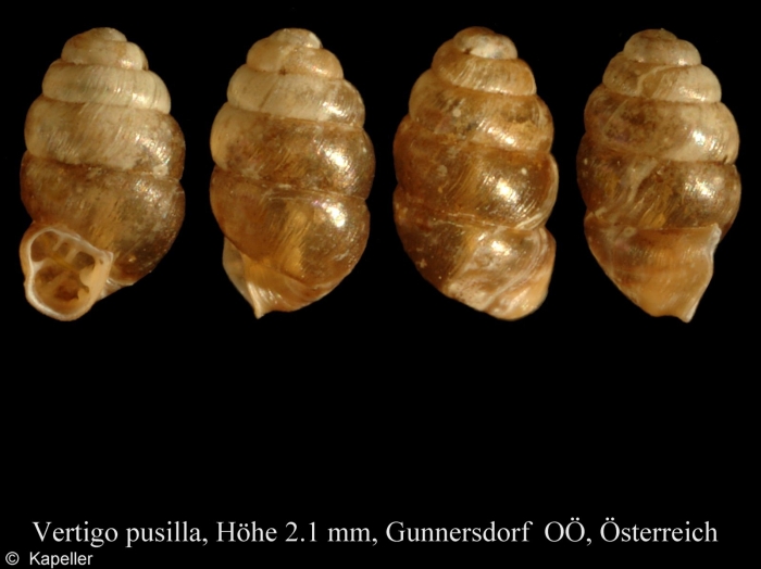 Vertigo pusilla Vertigo pusilla