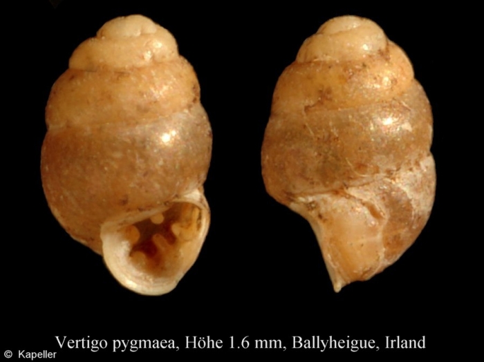 Vertigo pygmaea Vertigo pygmaea