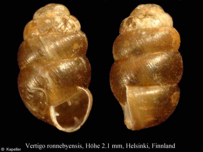 Vertigo ronnebyensis Vertigo ronnebyensis