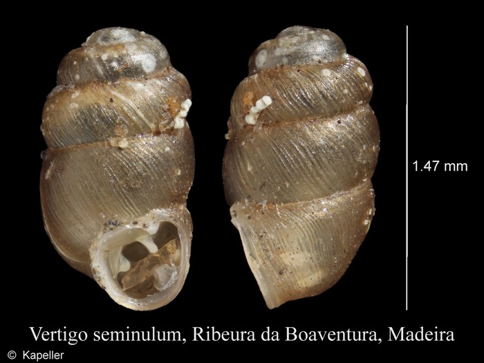 Vertigo seminulum