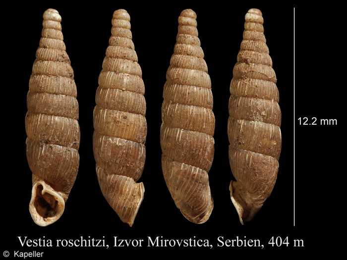 Vestia roschitzi Vestia roschitzi