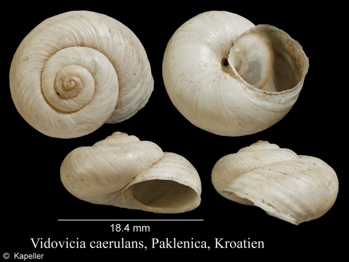 Vidovicia caerulans