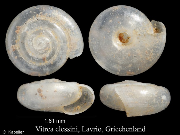 Vitrea clessini Vitrea clessini