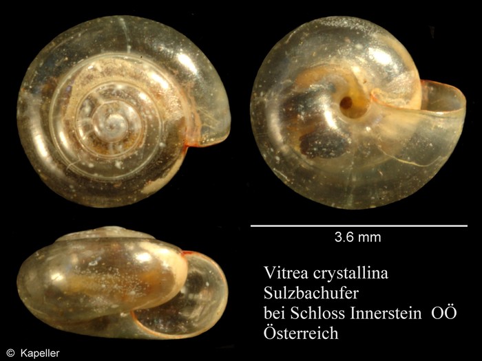 Vitrea crystallina Vitrea crystallina