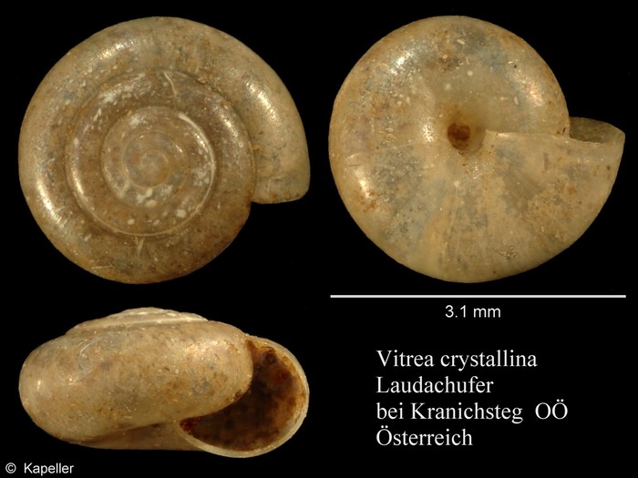 Vitrea crystallina Vitrea crystallina