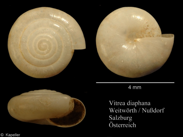 Vitrea diaphana