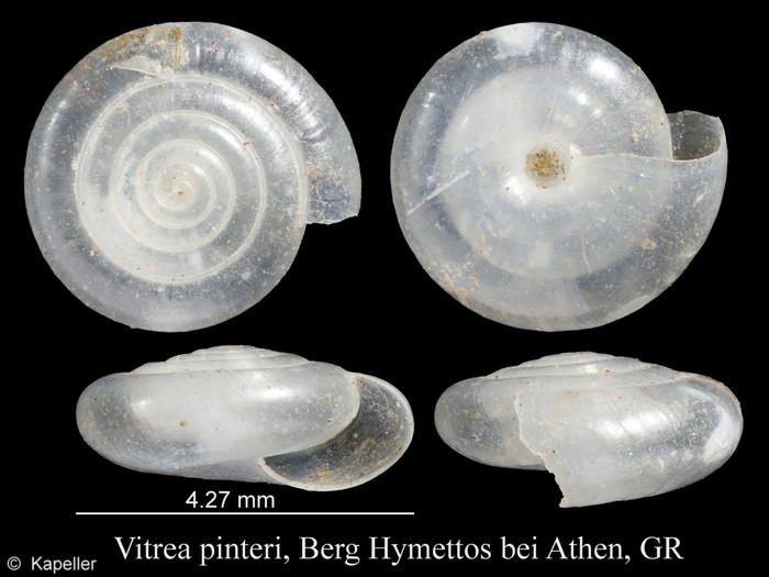 Vitrea pinteri Vitrea pinteri