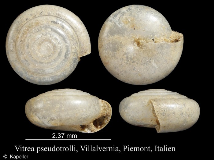 Vitrea pseudotrolli Vitrea pseudotrolli