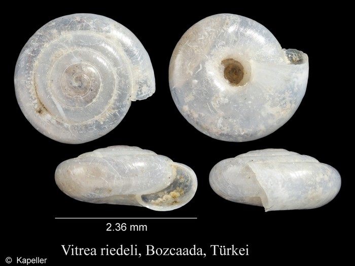 Vitrea riedeli Vitrea riedeli