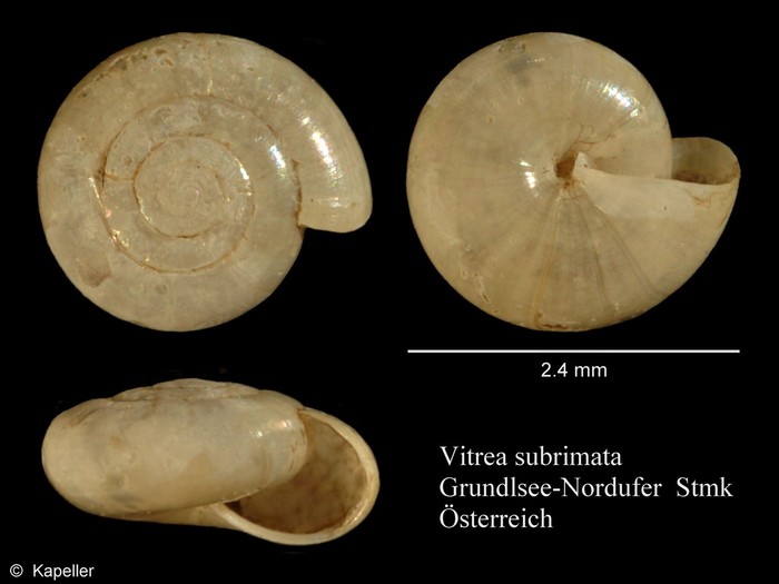 Vitrea subrimata Vitrea subrimata