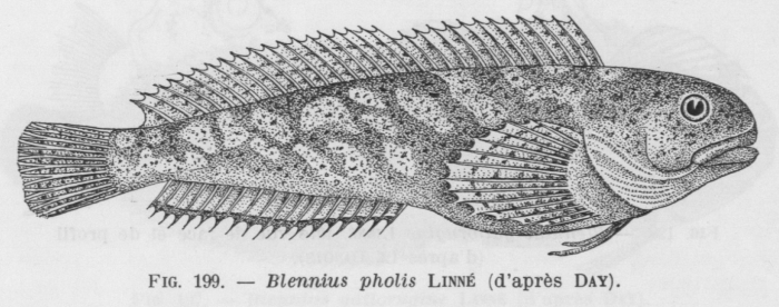 Poll (1947, fig. 199) Poll (1947, fig. 199)