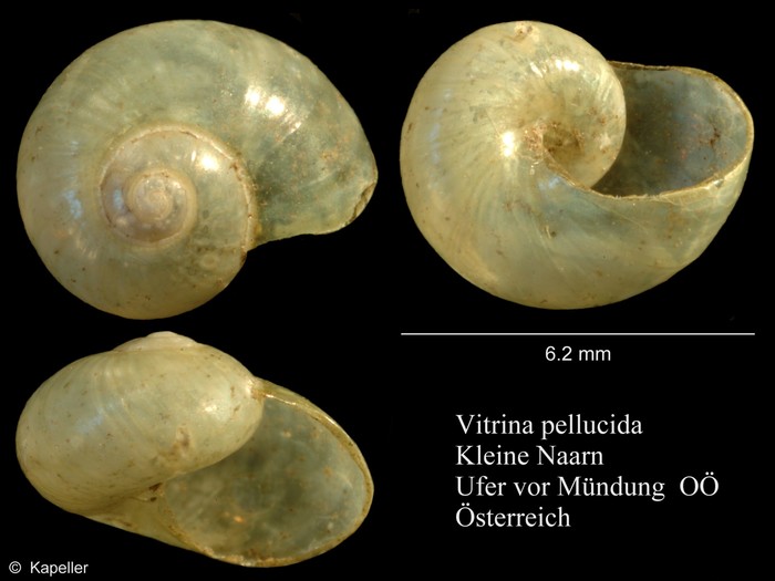 Vitrina pellucida Vitrina pellucida