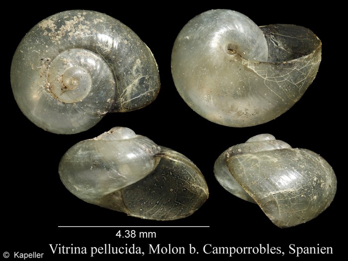 Vitrina pellucida Vitrina pellucida