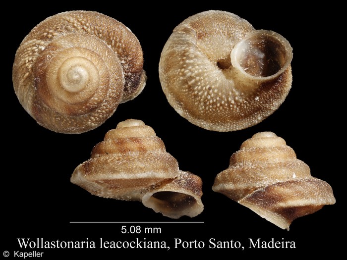 Wollastonia leacockiana Wollastonia leacockiana