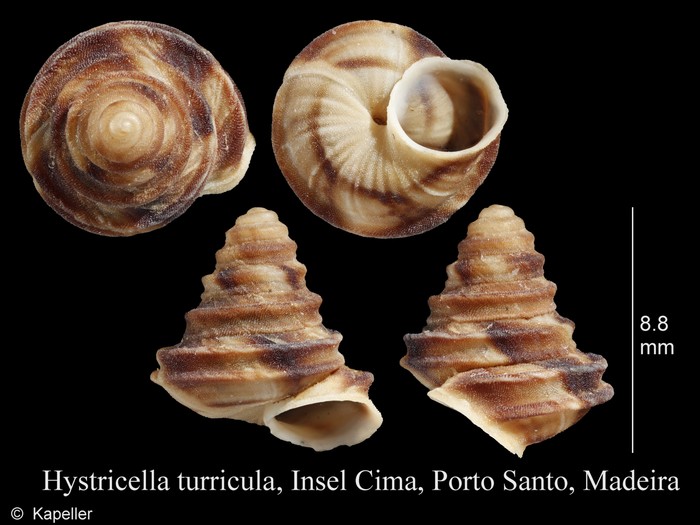 Wollastonia turricula Wollastonia turricula