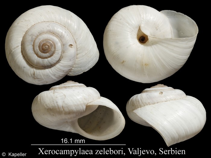 Xerocampylaea zelebori