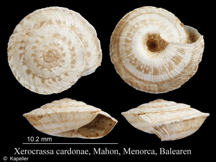 Xerocrassa cardonae