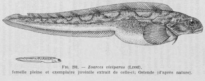 Poll (1947, fig. 201) Poll (1947, fig. 201)