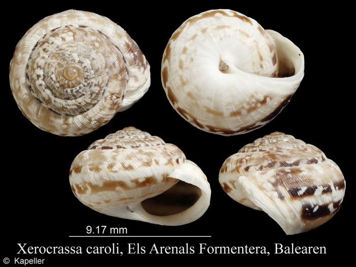Xerocrassa caroli Xerocrassa caroli