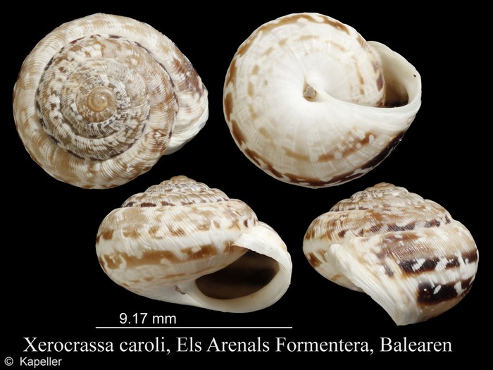 Xerocrassa caroli