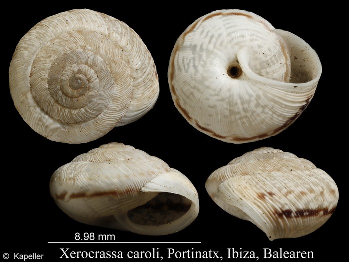 Xerocrassa caroli Xerocrassa caroli