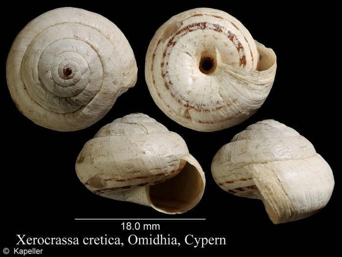 Xerocrassa cretica