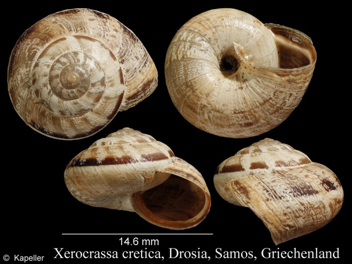 Xerocrassa cretica