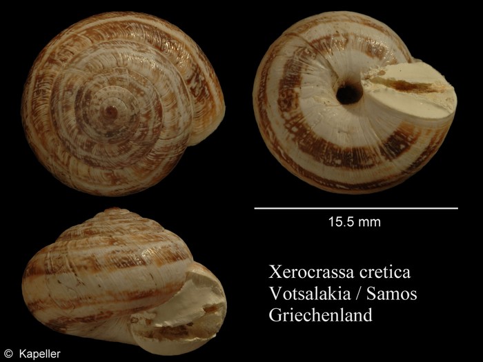 Xerocrassa cretica