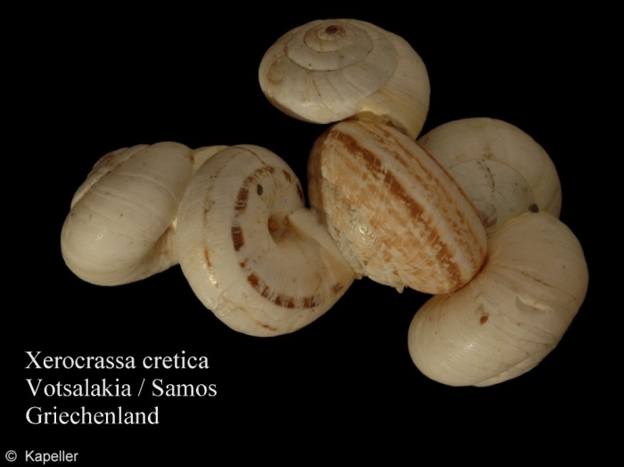 Xerocrassa cretica