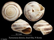 Xerocrassa diensis