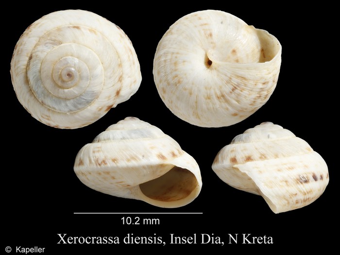 Xerocrassa diensis Xerocrassa diensis