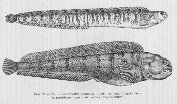 Poll (1947, fig. 203 & 204) Poll (1947, fig. 203 & 204)