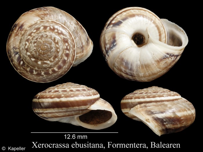 Xerocrassa ebusitana Xerocrassa ebusitana