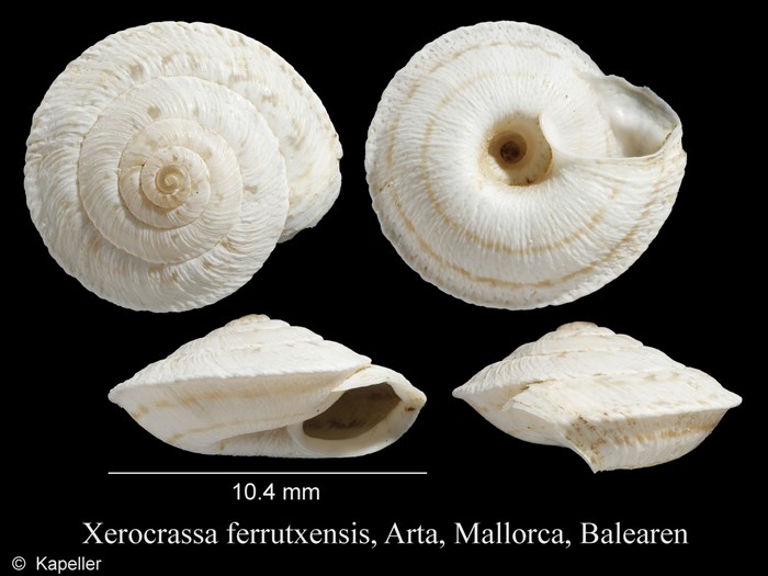 Xerocrassa ferrutxensis