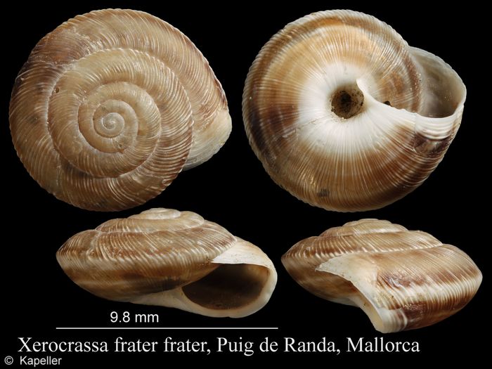 Xerocrassa frater Xerocrassa frater