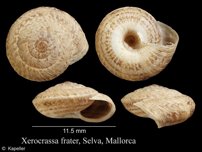 Xerocrassa frater Xerocrassa frater