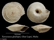 Xerocrassa gharlapsi