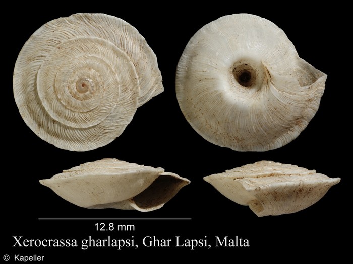 Xerocrassa gharlapsi Xerocrassa gharlapsi