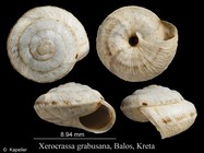 Xerocrassa grabusana