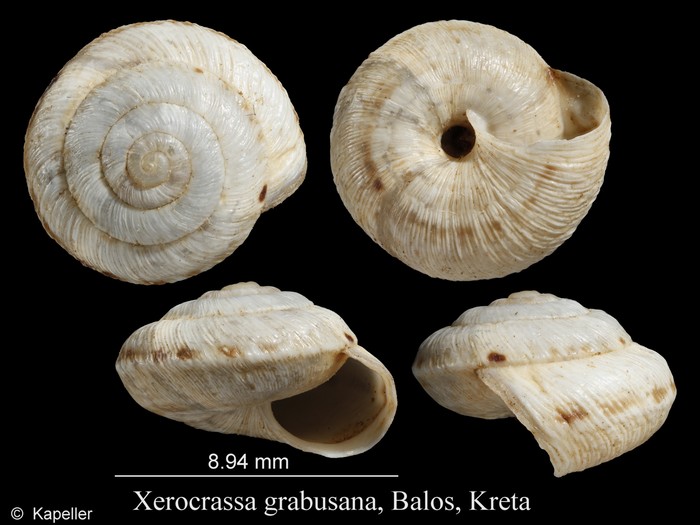 Xerocrassa grabusana Xerocrassa grabusana