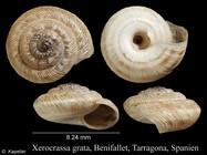 Xerocrassa grabusana