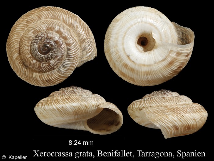 Xerocrassa grabusana Xerocrassa grabusana