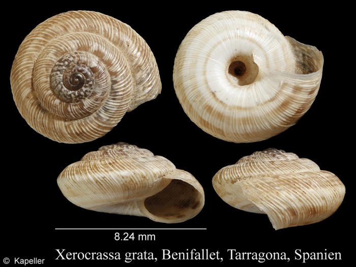 Xerocrassa grabusana